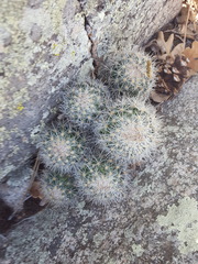 Escobaria organensis