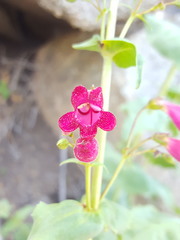 Penstemon pseudospectabilis