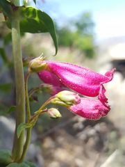 Penstemon pseudospectabilis