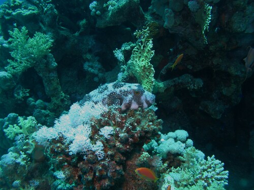 White-spotted Puffer — seen at this dive site