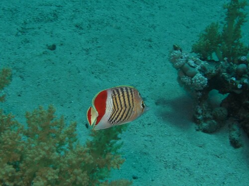 Crown Butterflyfish — seen at this dive site