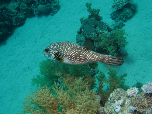 White-spotted Puffer — seen at this dive site
