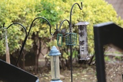 Dumetella carolinensis