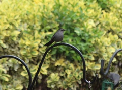 Dumetella carolinensis