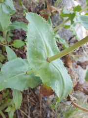 Penstemon pseudospectabilis