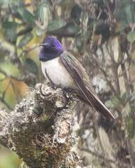 Oreotrochilus chimborazo