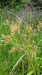 Rhynchospora corniculata