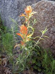 Castilleja organorum