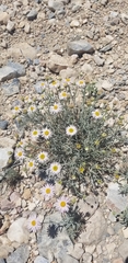 Erigeron parishii
