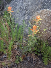 Castilleja organorum