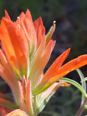 Castilleja organorum