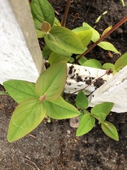 Hypericum androsaemum