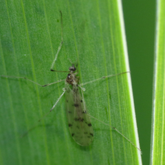 Dicranota maculata