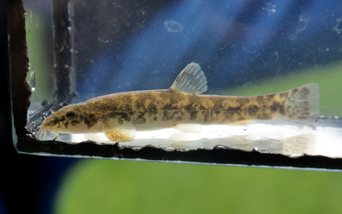 Stone Loach, photo 9 of 9