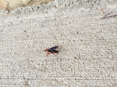 Tachypompilus ferrugineus