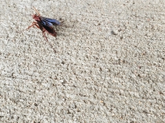 Tachypompilus ferrugineus