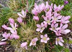Gentianella cerastioides