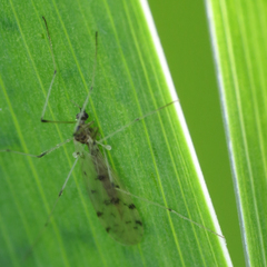 Dicranota maculata