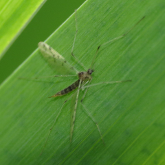 Dicranota maculata