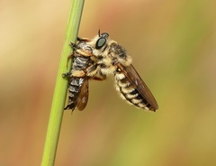 Megaphorus laphroides