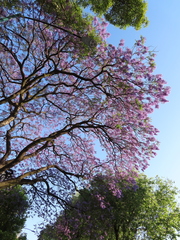 Jacaranda mimosifolia