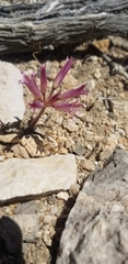 Lophioprason