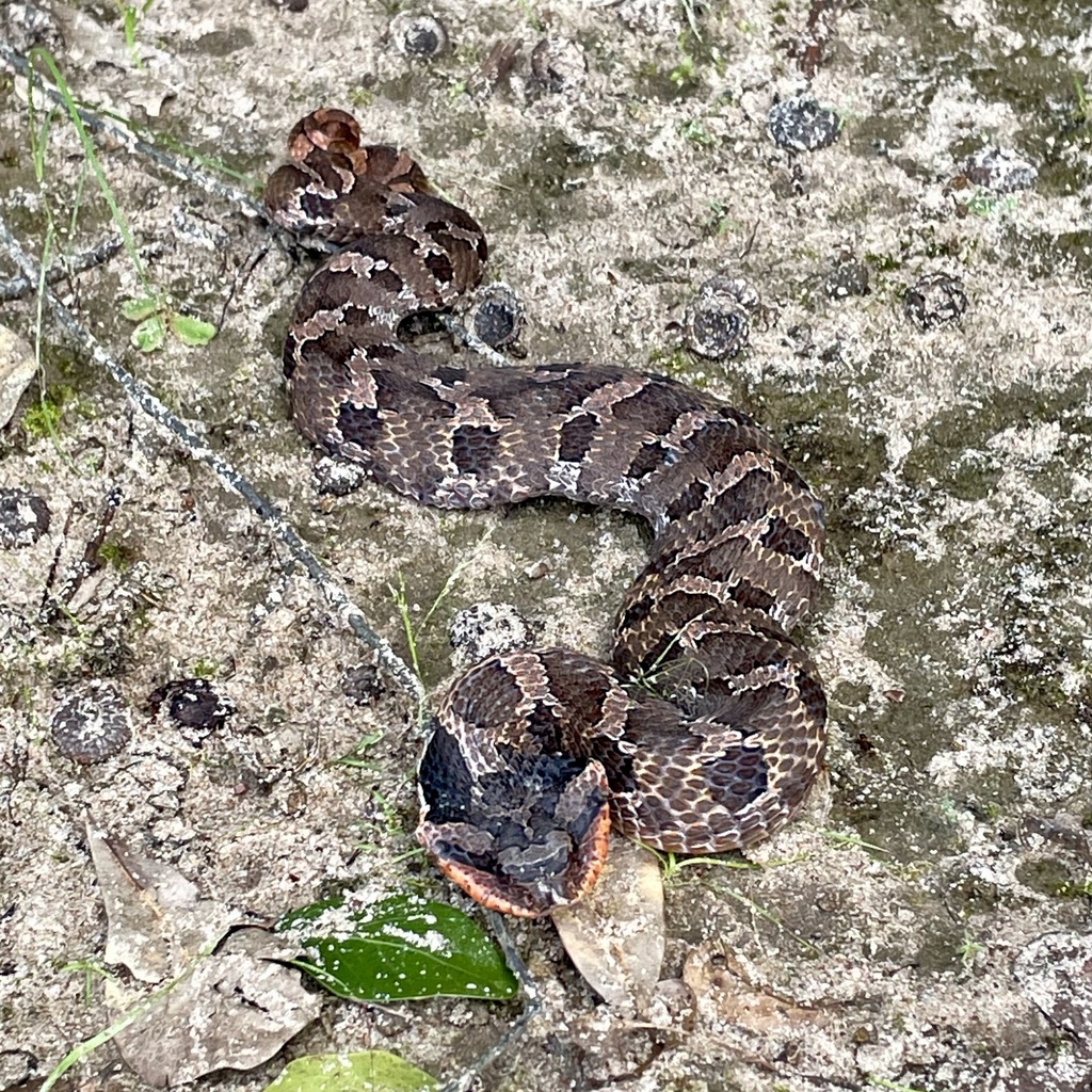 Eastern Hognose Snake from Washington County, TX, USA on May 10, 2024 ...