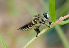 Megaphorus laphroides