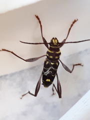 Cotyclytus