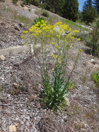 Isatis tinctoria iNat (2)