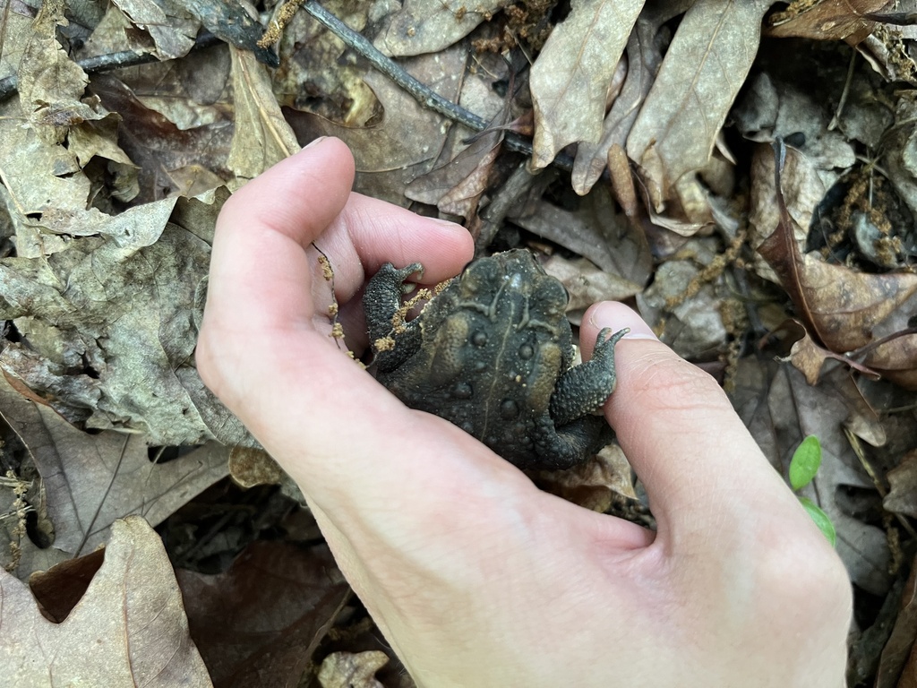 American Toad from Carolina Pines Park, Raleigh, NC, US on May 10, 2024 ...