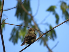 Contopus caribaeus