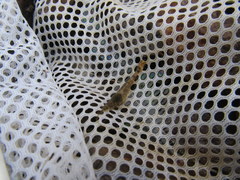 Palaemon kadiakensis