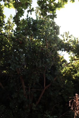 Syzygium cordatum