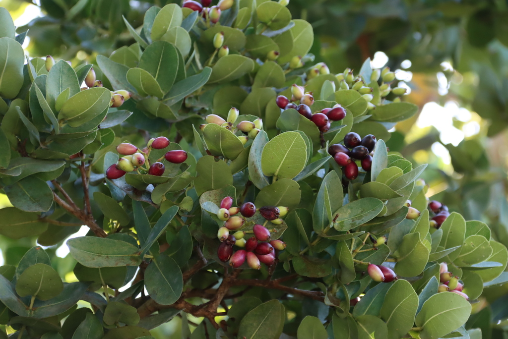 Syzygium cordatum, A17 Ellioti Block, Lower Tokai Park section of Table Mountain National Park