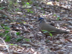 Starnoenas cyanocephala