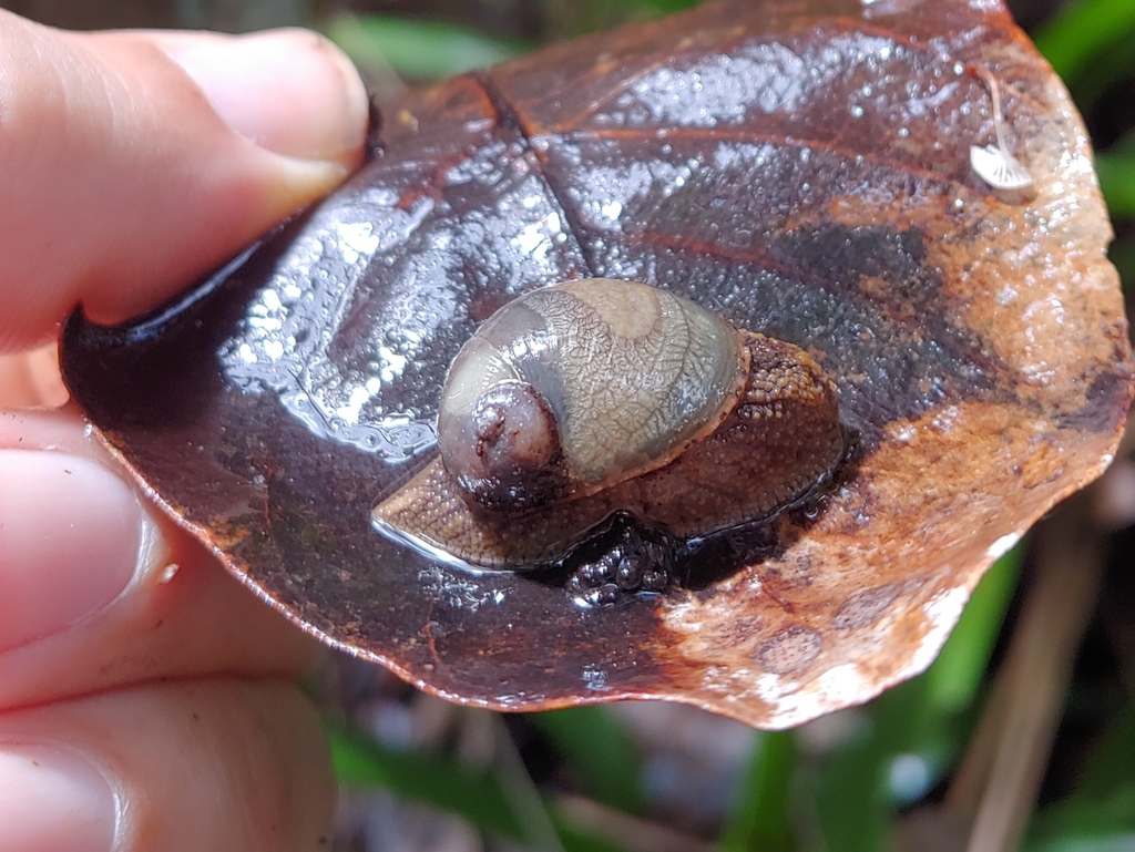 Platysuccinea portoricensis