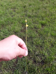 Utricularia laxa