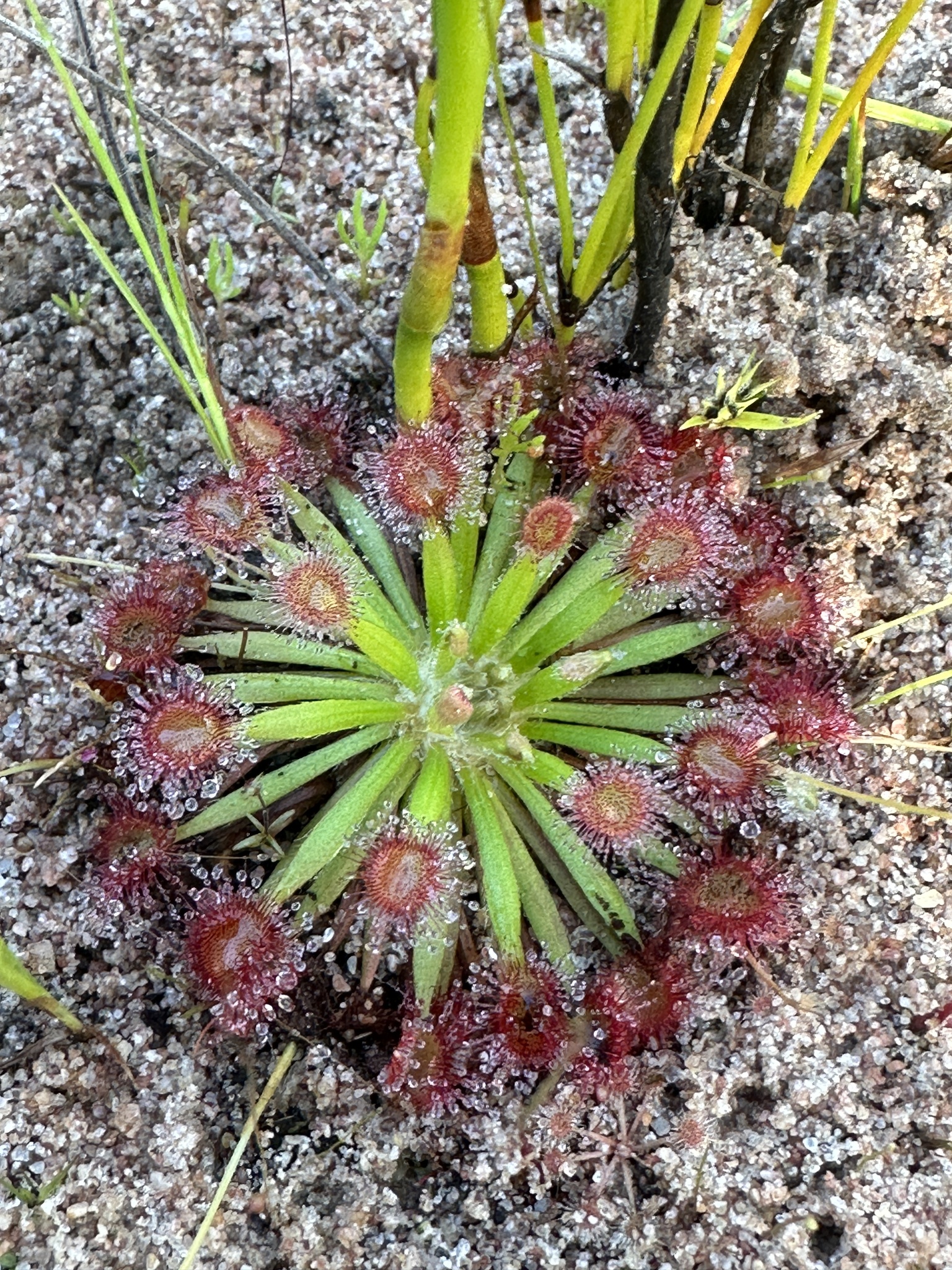 Drosera fulva Planch. 3
