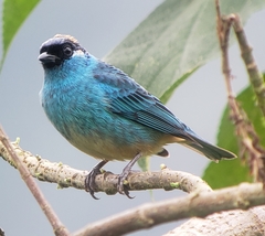 Chalcothraupis ruficervix