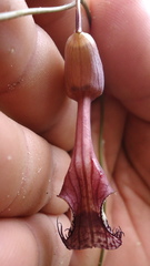 Aristolochia tamnifolia