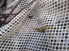 Palaemon kadiakensis