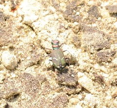 Cicindela purpurea