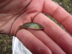 Fundulus dispar