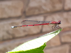 Oxyagrion terminale