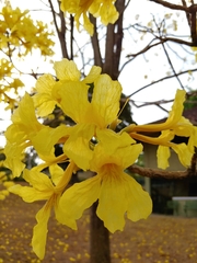 Handroanthus