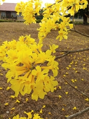 Handroanthus