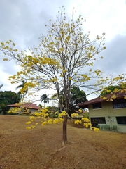 Handroanthus