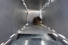 Peromyscus fraterculus