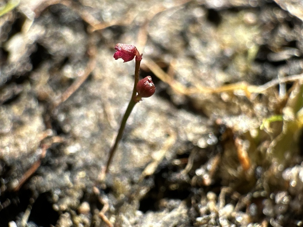 Utricularia simmonsii Lowrie, Cowie & Conran 3